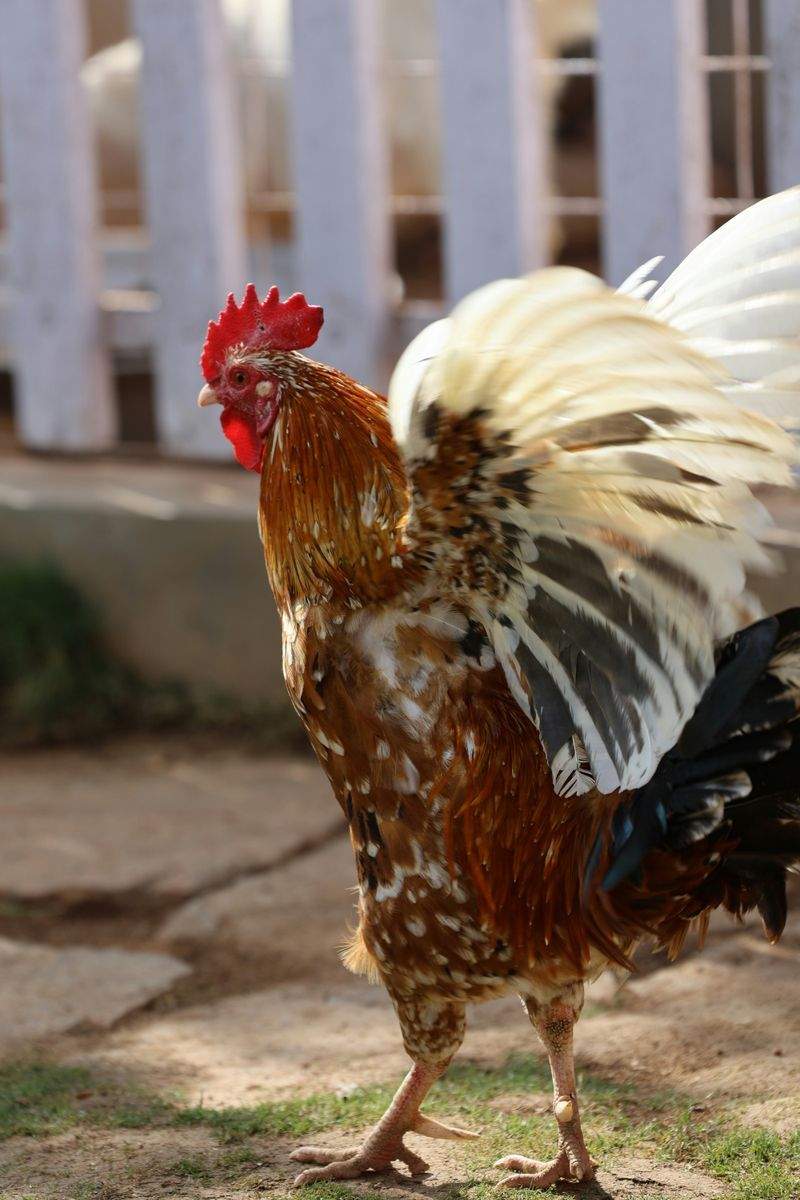 Bien choisir son coq pour un élevage harmonieux