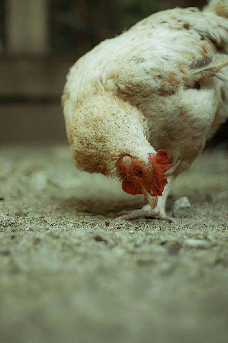 Traditions rurales : la place du coq dans les fermes françaises